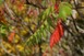 Sumac leaves