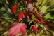 Maple leaf blur