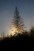 Spruce tree