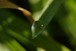 Dew drop