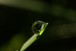 Dew drop
