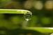 Dew drop