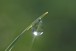 Dew drop