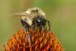 Bumblebee