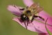 Bumblebee