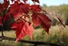 Maple leaves