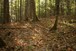 Forest floor