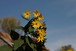 Jerusalem Artichoke flowers