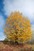Maple tree