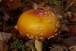 Amanita mushroom