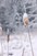 Frosted cat tails