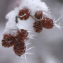 Speckled Alder Cones