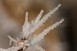 Frost