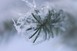 Icy Red Spruce
