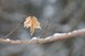 Maple leaf