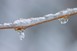 Icy branch