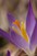 Crocus