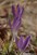 Crocuses