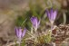 Crocuses