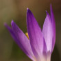 Crocus