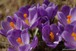 Crocuses