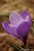 Crocus