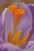 Crocus stamen