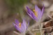 Crocuses