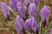 Snowed on Crocuses