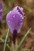 Snowed on Crocus