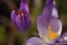 Open and closed Crocuses