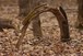 Arched dead tree