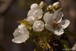 Apple blossoms