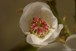 Apple flower