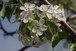 Apple blossoms