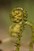 Fiddlehead