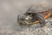 Baby Painted Turtle