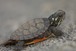 Baby Painted Turtle