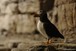 Puffin
