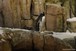 Gentoo Penguin