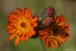 Indian Paintbrush