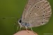 Silvery Blue