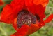 Red Poppy flower