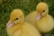 Two baby ducklings