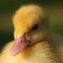 Duckling