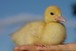 Baby duckling