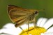 Skipper on daisy
