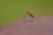Mosquito
