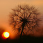 Goatsbeard Seedhead