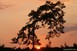 Elm tree